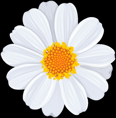 White Flower Pictures, Daisy Clipart, Daisy Drawing, Daisy Image, Flower Transparent, Flowers Daisies, Daisy Art, Rock Garden Design, Daisy Wallpaper