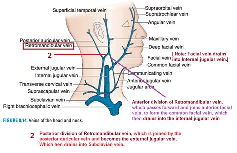 Retromandibular vein ... #Jugular vein #Subclavian vein Subclavian Vein, Head And Neck Anatomy, Jugular Vein, Neck Anatomy, Arteries And Veins, Medical Anatomy, Intensive Care, Head And Neck, Study Guide