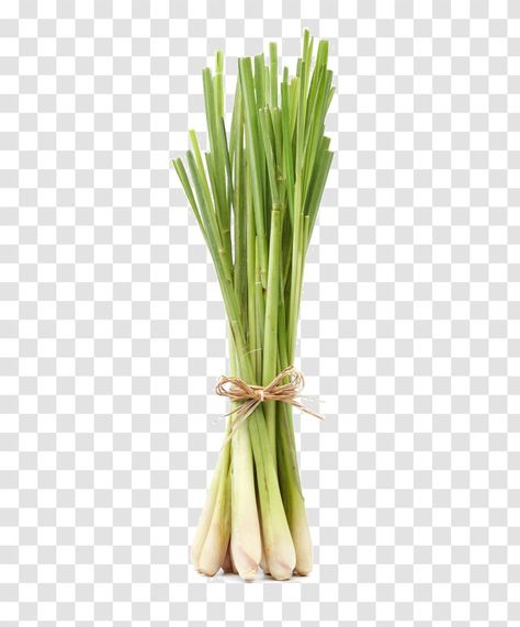 Lemon Grass Plant, Grow Lemongrass, Lemongrass Plant, Herbal Drink, Green Grass Background, Vegetable Pictures, Lemongrass Tea, Garden Mural, Photo Elements