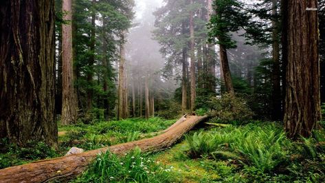 Redwoods Redwood National And State Parks, Redwood National Park, Temperate Rainforest, Image Nature, Redwood Forest, California National Parks, Jules Verne, Tall Trees, Forest Wallpaper