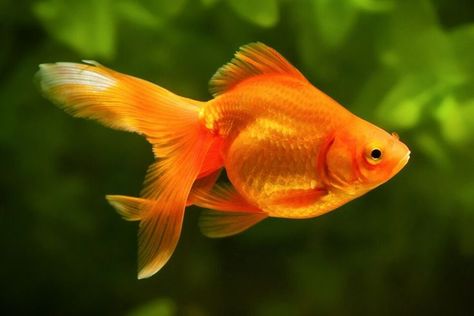 New research from Ben-Gurion University published in the journal Behavioural Brain and Research asked if animals have the ability to navigate outside of their home environment. The researchers took the question of navigational ability among animals to its logical extreme in an experiment with goldfish. #goldfish #goldfishbehindthewheel #navigation #animalsandnavigation #navigationresearch Bird And Cat, Common Goldfish, Black Goldfish, Happiest Animal, Aquarium Goldfish, Be A Goldfish, Fantail Goldfish, Pet Goldfish, Oscar Fish