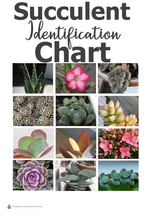 Identify your succulent with this chart Succulent Names, Types Of Succulents Plants, Kaktus Dan Sukulen, Succulent Landscape Design, Succulent Garden Indoor, Flowering Succulents, Succulent Ideas, Garden Succulents, Succulent Garden Design