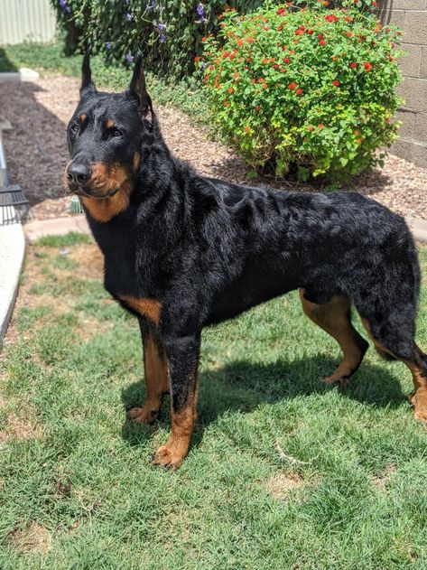 Cocasian Dogs, Rottweiler Doberman Mix Dogs, Weird Dog Breeds, Dog Photos Funny, Beauceron Dog, Caring Love, Doberman Mix, Smartest Dog Breeds, Celebrity Dogs