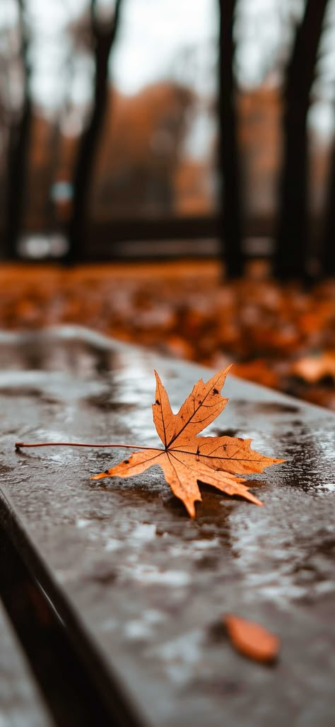 100+ Fall Leaves Wallpaper for iPhone for Subtle Seasonal Charm Beauty Of Nature Photography, Subtle Wallpaper Phone, I Phone Aesthetic Wallpaper, Autumn Aesthetic Background, Photography Phone Wallpaper, Fall Leaves Wallpaper, Cozy Wallpapers, Falling Tree, Warm Wallpaper