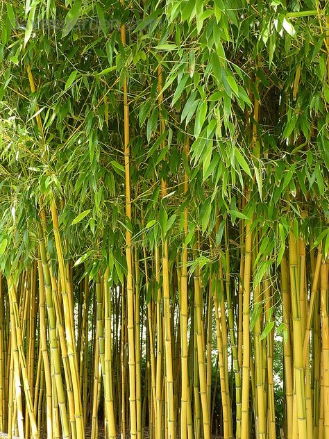 Soju Poster, Clumping Bamboo, Bamboo Seeds, Yellow Bamboo, Bamboo Decor, Plant Zones, Moso Bamboo, Street Parking, Vip Lounge