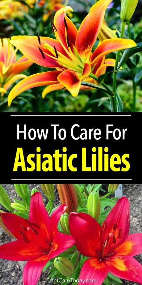 The Asiatic lily easy to grow, hardy, earliest lily flowers, multiplies fast does well in USDA zones 10-3 perfect for beginners long season of bloom [MORE] Day Lilies Care, Growing Lilies, Lily Care, Asiatic Lily, Lilly Flower, Lily Garden, Asiatic Lilies, Day Lilies, Lily Plants