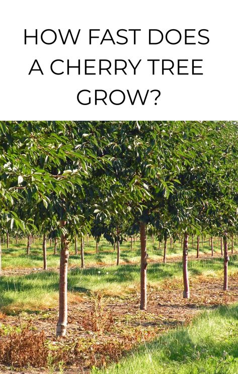 Cherry trees grow about 1 foot each year in good conditions until they reach mature height. Cherry trees take about 7-8 years after planting to reach maturity (for a total age of 8-10 years old). Young trees purchased at the garden center typically take 3-4 years to start producing fruit. These trees were typically grafted … Sour Cherry Tree, Gardening Memes, Home Orchard, How To Grow Bananas, Homestead Gardening, Sour Cherries, Tree Growth, Growing Fruit Trees, Survival Items