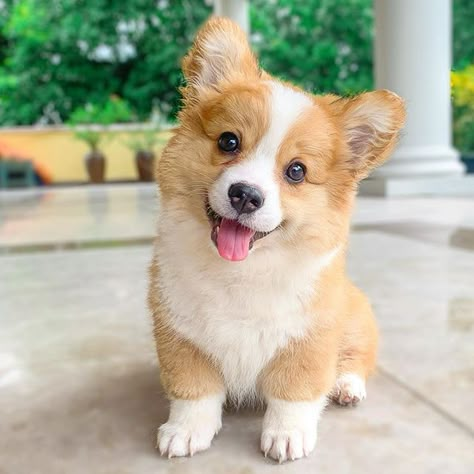 Meet Baby, The Adorable Corgi Puppy Who's About To Steal Your Heart. – InspireMore