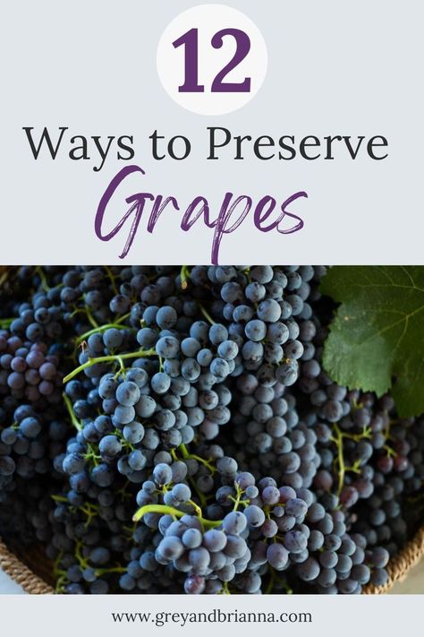 Concord grapes Preserve Grapes, Concord Grape Wine Recipe, Can You Freeze Grapes, City Homestead, Concord Grape Recipes, Grape Jam Recipe, Homemade Grape Juice, Grape Juice Recipe, Catawba Grapes