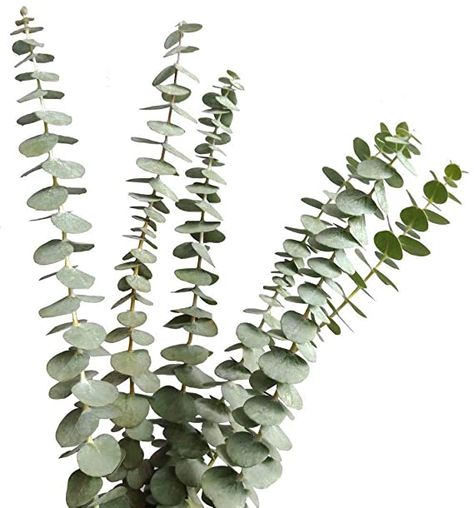 AmazonSmile: Dried Real Eucalyptus Branches 12 Stems, Natural Eucalyptus Leaves for Arrangement Wedding Home Decor: Kitchen & Dining Eucalyptus Bouquet, Dried Lavender Flowers, Feuille Eucalyptus, Fresh Eucalyptus, Dried Eucalyptus, Eucalyptus Branches, Artificial Boxwood, Flowers Delivered, Rustic Flowers