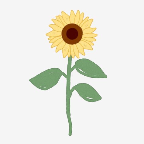 Sunflower Illustration Simple, Types Of Sunflowers, Simple Sunflower, Sunflower Coloring Pages, Visual Essay, Sunflower Illustration, Sunflower Watercolor, Cards On The Table, Flower Png Images