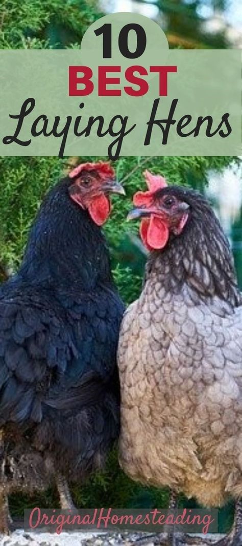 Discover the top egg laying chickens for the most eggs. These top 10 egg laying chickens will give you lots of eggs. If you are wanting to raise a flock of laying hens, then these are the best chickens for laying eggs. Learn how to raise chickens for eggs. #layinghens #topegglayingchickens #raisingchickens #fresheggs #originalhomesteading Types Of Laying Hens, Laying Hens Breeds, Best Chickens For Eggs, Best Laying Hens, Best Laying Chickens, Egg Laying Hens, Leghorn Chickens, Urban Chicken, Laying Chickens Breeds