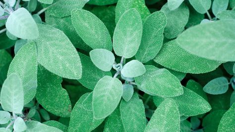 9 Emerging Benefits and Uses of Sage Tea Stop Grey Hair, Sage Benefits, Artemisia Absinthium, Vegetable Packaging, Mosquito Repelling, Sage Tea, Sage Garden, Medicinal Tea, Tea Cleanse