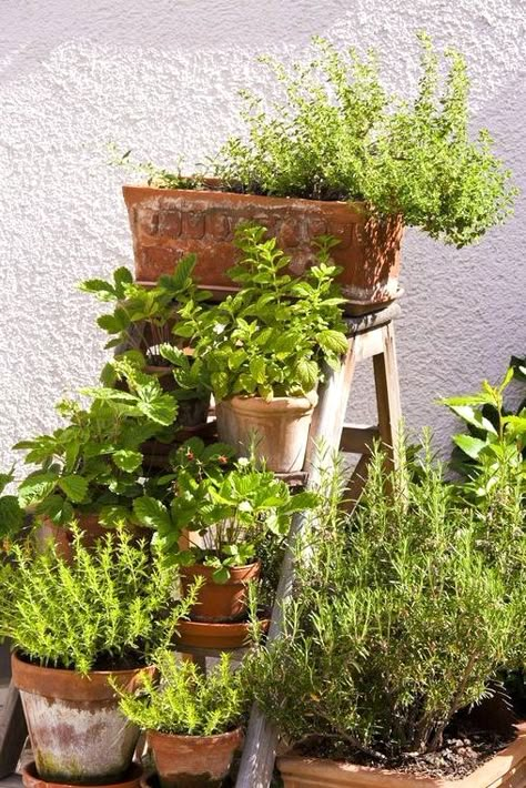 Small Garden On A Budget, Inexpensive Raised Garden Beds, Very Small Garden Ideas, Garden Design Ideas On A Budget, Potted Herbs, Herb Garden Design, Budget Garden, Garden Inspo, Patio Plants