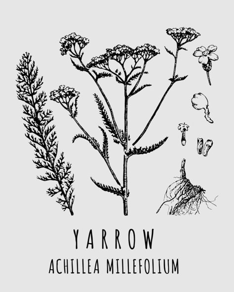 Vector drawings of Yarrow. Hand drawn illustration. Latin name ACHILLEA MILLEFOLIUM L. Black Background White Drawing, Yarrow Illustration, Yarrow Botanical Illustration, Flower Medicine, Dandelion Botanical Illustration, Yarrow Plant, Yarrow Flower, Achillea Millefolium, Wildflower Tattoo