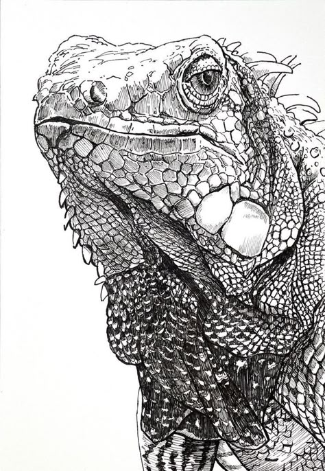 Iguana Sketch, Iguana Tattoo, Lizard Drawing, Marine Iguana, Ink Pen Art, Pen Art Work, Animal Drawings Sketches, Animal Pen, Pen Art Drawings