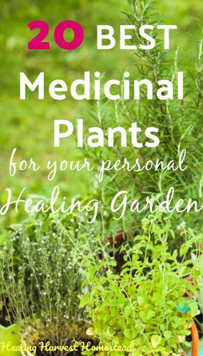 20 Medicinal Herbs to Grow in Your Healing Garden (Make Your Own Herbal Remedies with Plants You Grow!) — All Posts Healing Harvest Homestead Medicine Plants, Medical Plants, Best Herbs To Grow, Medicine Garden, Herbs To Grow, Medicinal Herbs Garden, Magickal Herbs, Medical Herbs, Healing Garden