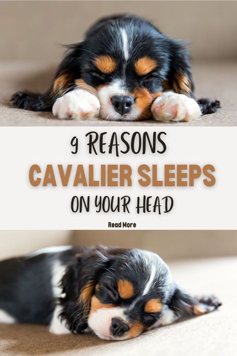 Cavalier Haircut Styles, Cavalier King Charles Spaniel Grooming, King Charles Cavalier Spaniel Haircut, Tri Color Cavalier King Charles Spaniel, Cavalier King Charles Spaniel Haircut, Cavalier King Charles Spaniel Aesthetic, Puppy Cavalier, Clumber Spaniel Puppy, Cavalier Puppies