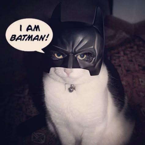 Sehloho : I am batman Batman Cat, I Am Batman, Cat Halloween Costume, Animal Costumes, Silly Cats Pictures, Im Batman, Cat Fashion, Pet Holiday, Halloween Animals