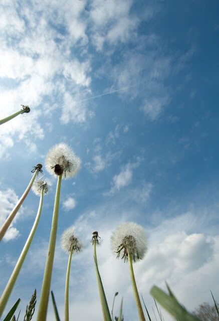 Unexpected Photography, Worm's Eye View Photography, Low Angle Photography, Worm's Eye View, Angles Photography, Landscaping Photography, Lens For Portraits, Nature Photography Sky, Photography Angles