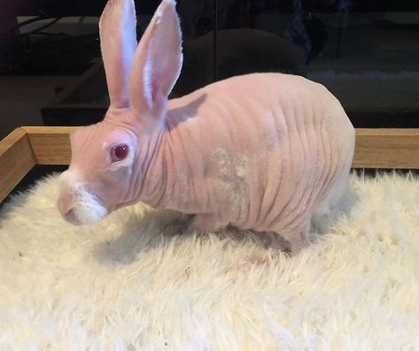 Mr. Bigglesworth, The Hairless Bunny, Was Rescued From Euthanasia, Now Lives As An Instagram Star Hairless Bunny, Hairless Animals, Hairless Rat, Baby Rabbits, Ugly Animals, Hairless Dog, Bunny Bunny, Pet Bunny