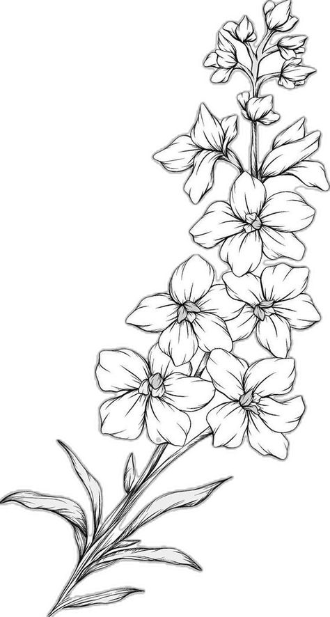 Larkspur Botanical Illustration, Stock Flower Drawing, Carnation Sketch Simple, Flower Bundle Drawings, Jonquil Flower Drawing, Larkspur Photography, Lakespur Flower Tattoo, Delphinium Flower Drawing, Larkspur Flower Drawing