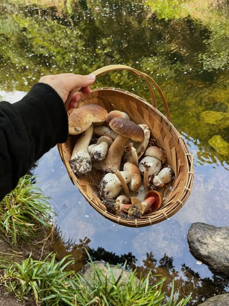 Mushroom Garden Aesthetic, Forage Aesthetic, Mushroom Foraging Aesthetic, Mushroom Picking Aesthetic, Mushroom Cottagecore Aesthetic, Foraging Aesthetic, Fungi Aesthetic, Foraging Mushrooms, Mushroom Picking