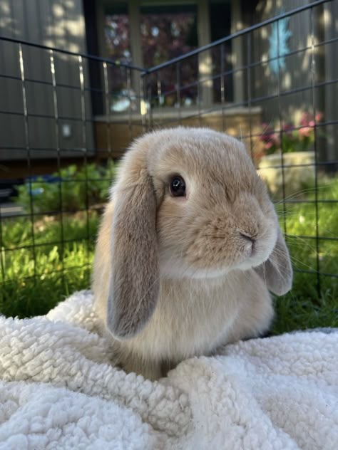 Cute Bunny Photo, Pet Rabbit Aesthetic, Pet Bunny Aesthetic, Rabbits Aesthetic, Aesthetic Bunnies, Bunnies Aesthetic, Real Bunnies, Cute Animals Aesthetic, Light Brown Bunny