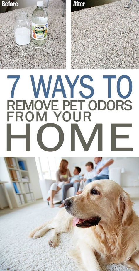 Odor Eliminator House, Pet Odor Remover, Pet Odor Eliminator, Pet Smell, Dog Smells, Dog Odor, Pet Urine, Pet Cleaning, Pet Stains