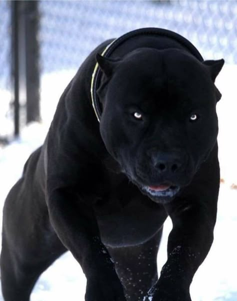 Pitbull Dog Breed, Bully Breeds Dogs, Scary Dogs, Cute Animals Puppies, Very Cute Dogs, Pitbull Puppies, Bully Breeds, Pitbull Dog, Cane Corso