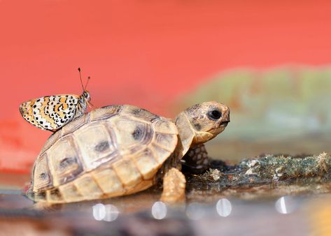 Tortoise Reference, Turtle Sayings, Turtle Photography, Kawaii Turtle, Small Tortoise, Turtle Care, Baby Tortoise, Pet Turtle, Cute Reptiles