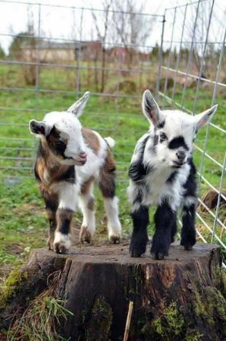 Baby Goat Pictures, Goat Picture, Pure Country, Pygmy Goat, Baby Farm Animals, Cute Goats, Baby Goats, Baby Animals Funny, Cute Animal Pictures