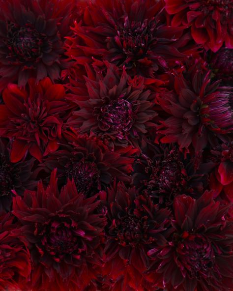 Dark Color Flowers, Dahlia Aesthetic Dark, Dahlia Aesthetic, Dahlia Flower Aesthetic, Black Dahlias Aesthetic, Dark Dahlia Flower, Black Dahlia Aesthetic, Dark Floral Aesthetic, Black Dahlia Wallpaper