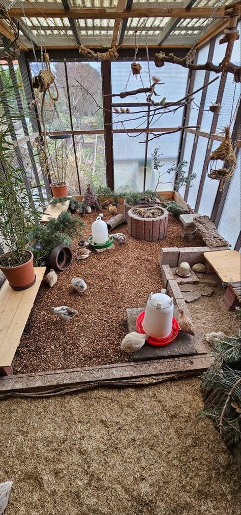 Chicken Coop Pen, Quail Coop Decor, Quail Coops Ideas, Chicken Run Interior Ideas, Chicken Hideouts, Chicken Run Entertainment Ideas, Chicken Outdoor Area, School Bus Chicken Coop, Chicken Coop Garden Layout