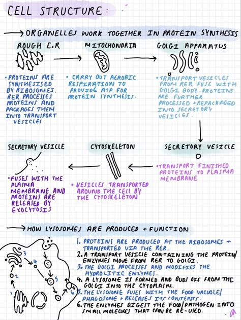 Revision Notes Biology Alevel, Grade 9 Biology Notes, Molecular Cell Biology, Introduction To Biology Notes, Biology Foundation Notes, Cell Theory Notes Biology, A Level Biology Cell Structure Notes, As Level Biology Notes, As Level Biology