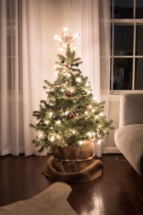 Potted Christmas Tree, Natural Christmas Tree, Potted Christmas Trees, Live Christmas Trees, Diy Christmas Garland, Small Christmas Tree, Christmas Apartment, Real Christmas Tree, Christmas Tree Inspiration