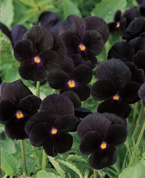 10 Black Flowers and Plants to Add Drama to Your Garden Bee Attracting Flowers, Black Plants, Witchy Garden, Goth Garden, Gothic Garden, Bee Garden, Black Garden, Dark Flowers, Unusual Plants