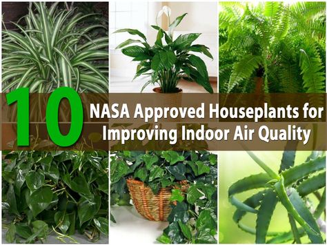 During the late 1980’s, NASA began studying houseplants as a means of providing purer and cleaner air for space stations. What they learned is that there are many different houseplants that can help to purify the air. The plants filter out certain harmful compounds in the air and... Air Quality Plants, Plants Identification, Indoor Plants Clean Air, Air Purifying House Plants, Home Air Purifier, Improve Indoor Air Quality, Best Indoor Plants, Bathroom Plants, Air Purifying Plants