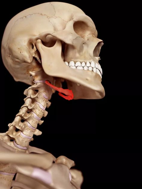 The Hyoid Bone: Anatomy, Function, and Conditions Hyoid Bone, Human Skull Anatomy, Neck Bone, Skull Anatomy, Anatomy Bones, Head Anatomy, Skull Reference, Skeleton Anatomy, Anatomy Practice