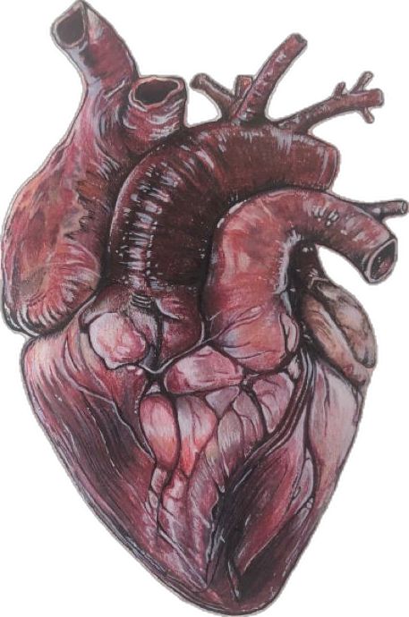 Using colored pencils, white markers and black markers this anatomical heart was drawn Anatomical Heart Drawing, Green Aesthetic Tumblr, A Level Art Sketchbook, Scrapbook Items, Heart Drawing, Heart Painting, Art Theme, Anatomical Heart, Ap Art