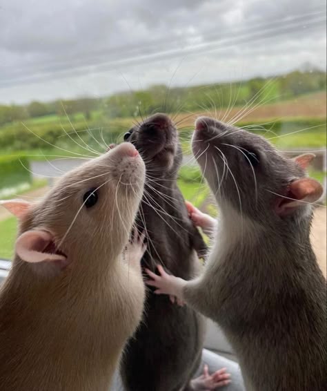 Rattus Rattus, Rats And Mice, Fancy Rat, Funny Rats, Pet Rat, Pet Mice, Cute Rats, Funny Animal Photos, A Rat