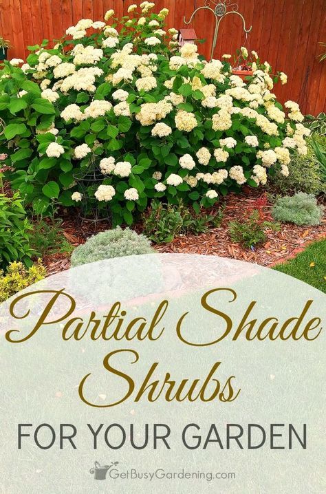 Partial Shade Perennials, Shade Flowers Perennial, Part Shade Perennials, Part Sun Perennials, Perennial Garden Design, Partial Sun Perennials, Perennial Garden Plans, Easy Perennials, Shade Loving Perennials