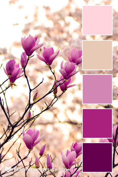 Photo of magnolia blooming in spring with a color palette overlay in shades of pink and tan by Paper Heart Design Color Contrast Palette, Summer Floral Color Palette, Pink Color Palette Combination, Pretty Colour Palettes, Brand Kit Color Palette, Color Contrast Combination, Branding Color Palette Colour Schemes, Contrast Colour Combination, Couleur Feng Shui