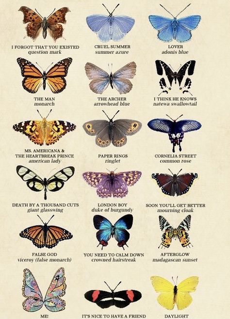 Crawling Animals, November Wallpaper, Types Of Butterflies, Diy Science Experiments, Beautiful Butterfly Photography, Butterfly Species, Diy Journal Books, Butterfly Tattoo Designs, Butterfly Tattoos