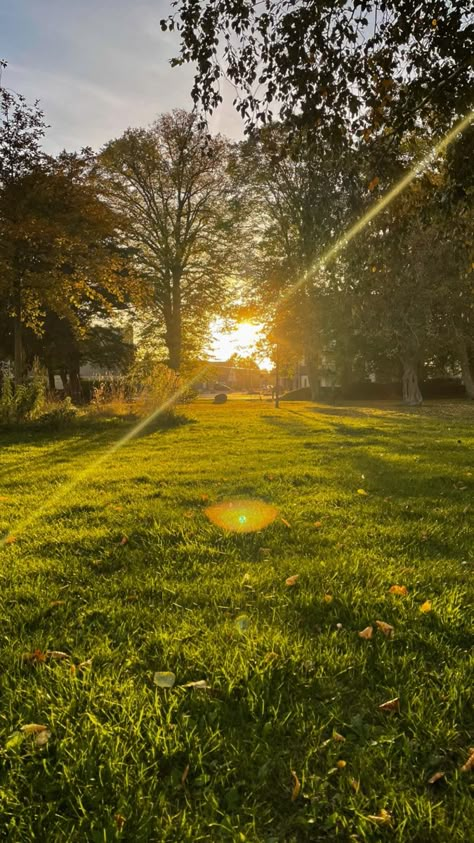 Golden hour. Nature. Green grass. Golden light. Sunlight. Trees. Forest. Fantasy Forest. Sun setting. Autumn. Autumn Forest view. Dreamy sun. Golden sun. Dreamy forest. Forest view. Earth. Sunlight through trees and Nature Golden Hour Forest Aesthetic, Sun Peeking Through Trees, Sunlight Through Trees Aesthetic, Golden Green Aesthetic, Golden Sunlight Aesthetic, Sun Through Leaves, Sun Light Aesthetic, Green And Yellow Aesthetic, Golden Hour Forest