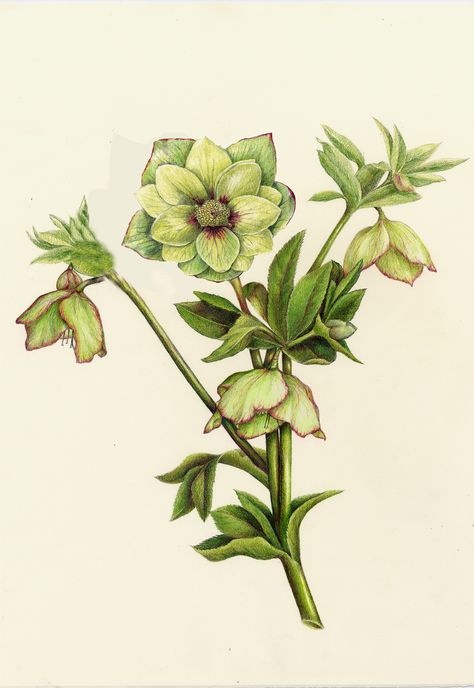 Hellebore - Hellebore orientalis Hellebore Drawing, Hellebore Orientalis, Wendy Hollender, Coloured Pencil Techniques, Blossom Dearie, Zinnia Elegans, Cattleya Orchid, Echinacea Purpurea, Flowers Botanical