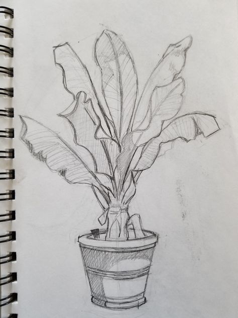 Plant Sketch, Plant Drawings, Plant Sketches, Nature Studies, Nature Sketch, Object Drawing, Architecture Drawing Art, Plant Drawing, Arte Sketchbook