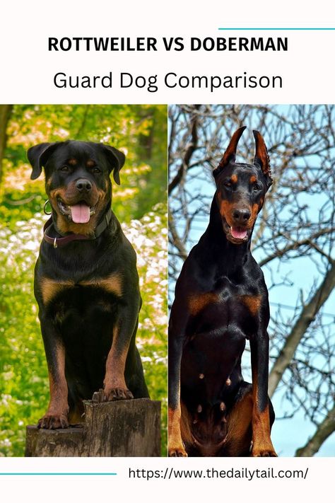 Rottweiler vs Doberman – Guard Dog Comparison Best Guard Dogs, Dangerous Dogs, Guard Dog, Aggressive Dog, Smart Dog, Watch Dogs, Guard Dogs, Cattle Dog, Family Dogs