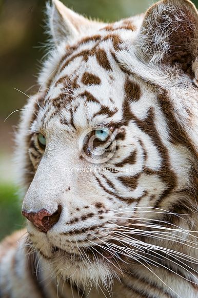 Majestic Animals, Cheetahs, White Tiger, Large Cats, Animals Of The World, Animal Photo, Exotic Pets, Beautiful Cats, Big Cats