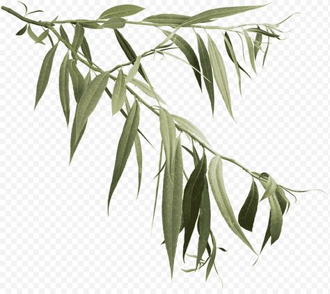 Weeping Willow Tree Drawing, Willow Tree Drawing, Oak Tree Silhouette, Maple Leaf Tree, Palm Tree Png, Branch Drawing, Weeping Willow Tree, Willow Leaf, White Willow